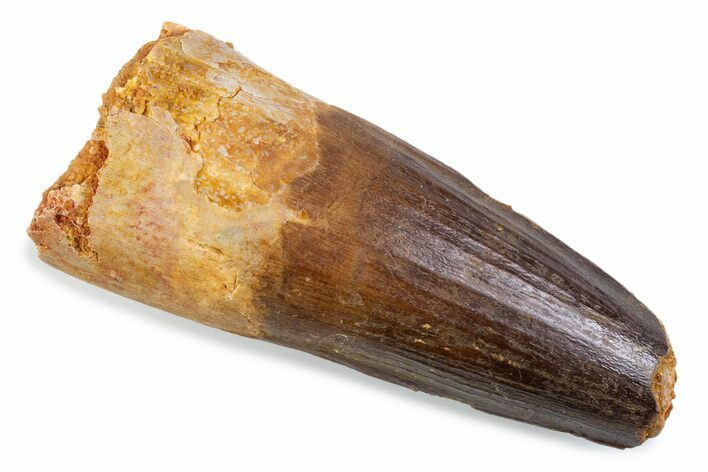 Fossil Spinosaurus Tooth - Feeding Worn Tip #373982